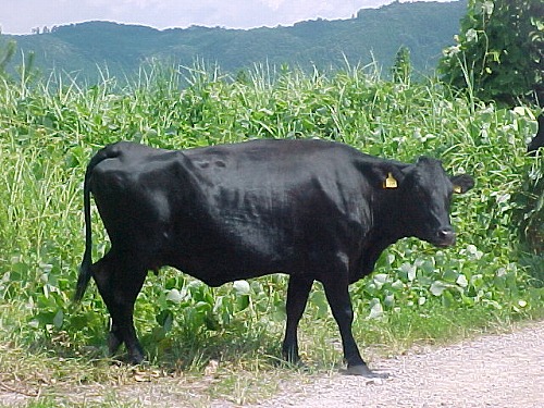 久住高原17