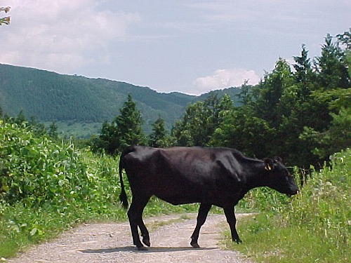 久住高原18
