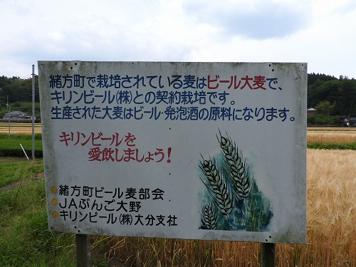 大麦畑3