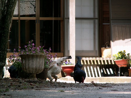 神角寺15