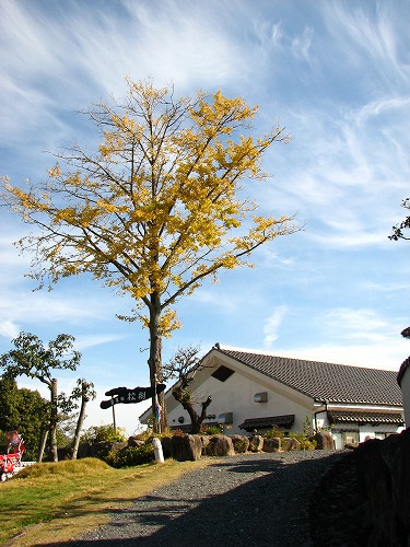 松樹11