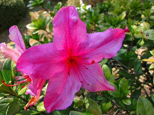 花13