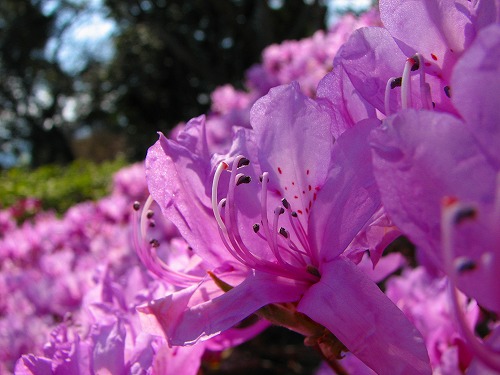 花5