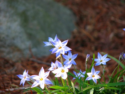 花9
