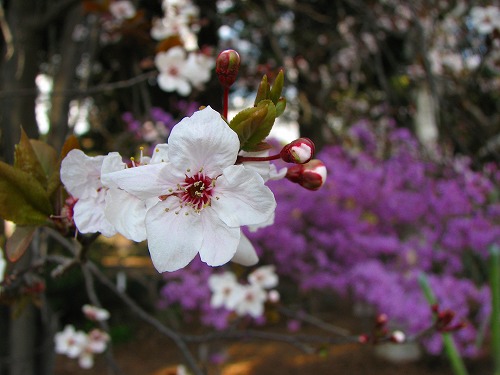 花6