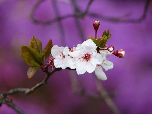 花11