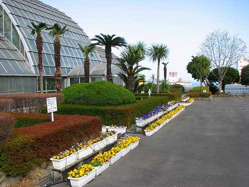 花4