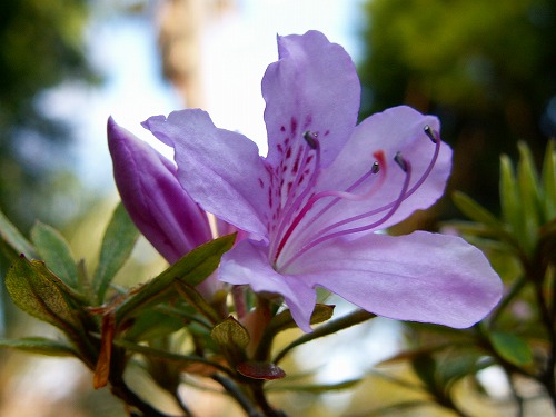 花12
