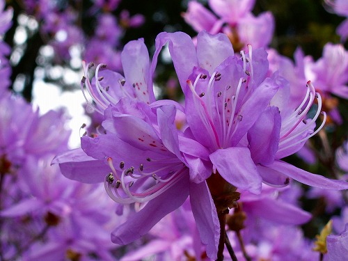 花7