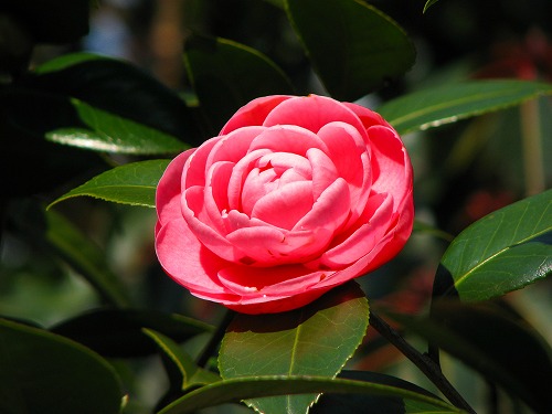 椿3
