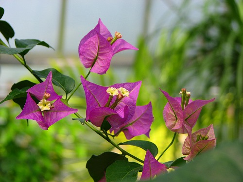 温室の花12
