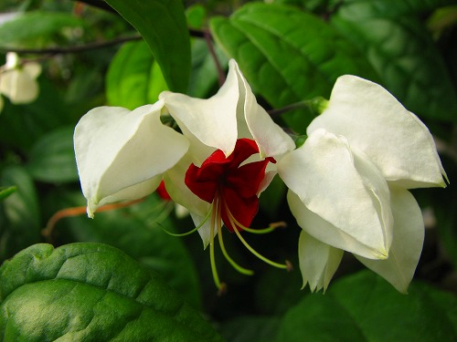 温室の花11