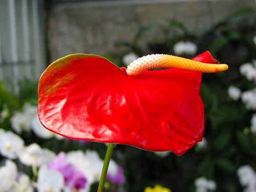 温室の花6