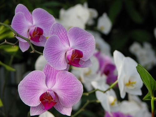 温室の花1