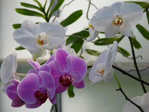 温室の花2