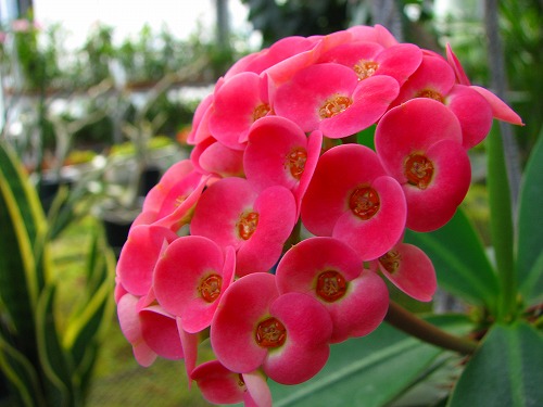 温室の花5