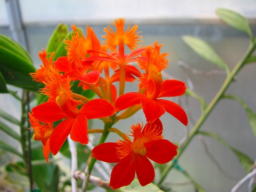 温室の花9