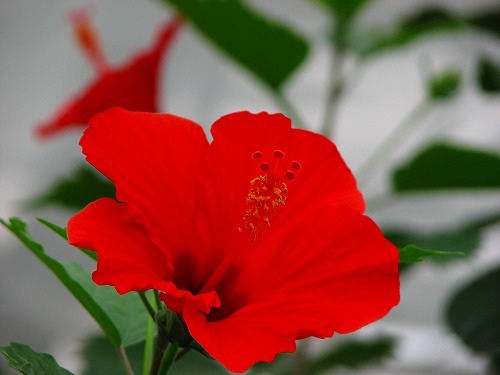 温室の花8
