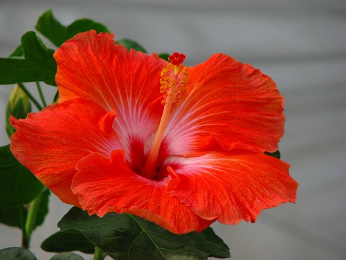 温室の花7