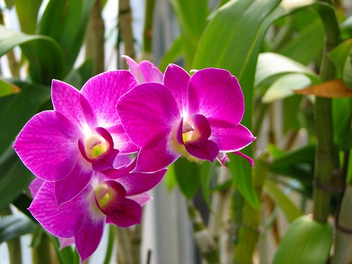 温室の花4
