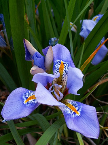 温室の花19