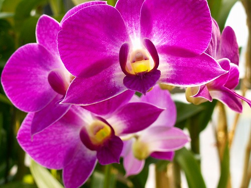 温室の花3
