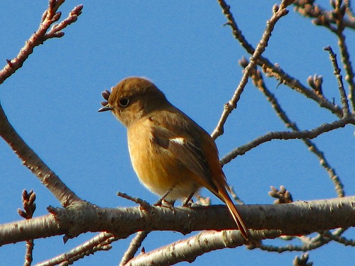 別府公園12