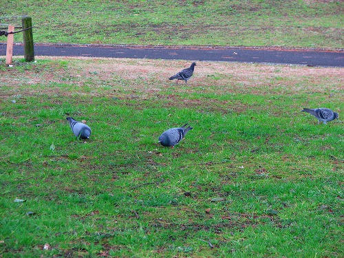 別府公園14
