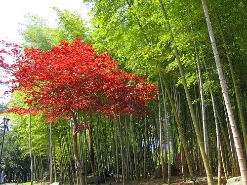 別府公園10