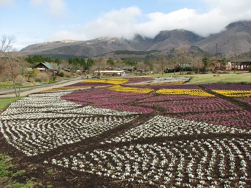 花公園11