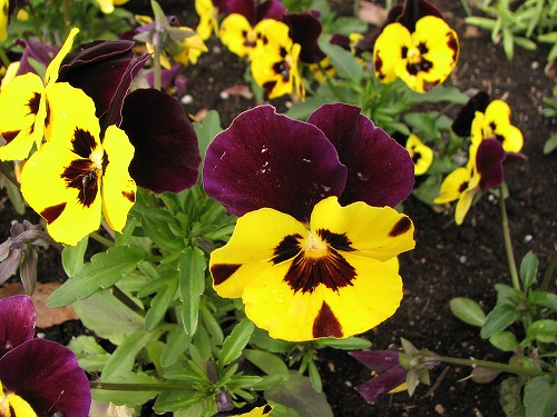 花公園12