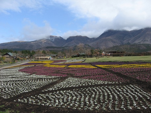 花公園3