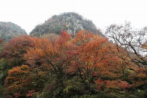 群猿山2