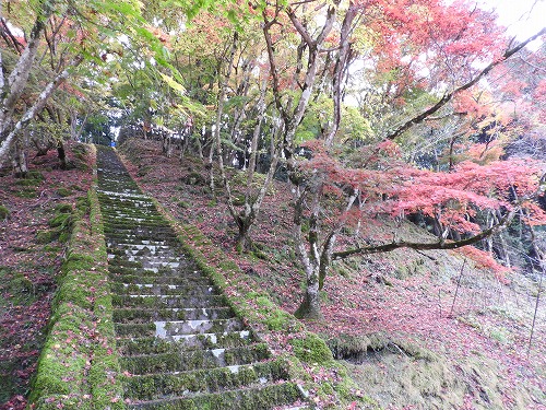 御霊もみじ1