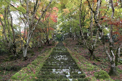 御霊もみじ2