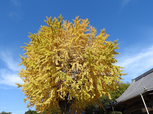 胎蔵寺8
