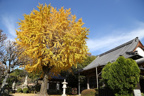 胎蔵寺3