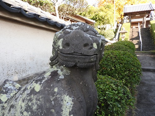 胎蔵寺の狛犬5