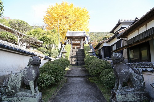 胎蔵寺の狛犬1