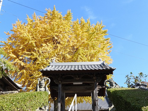 胎蔵寺の仁王像10