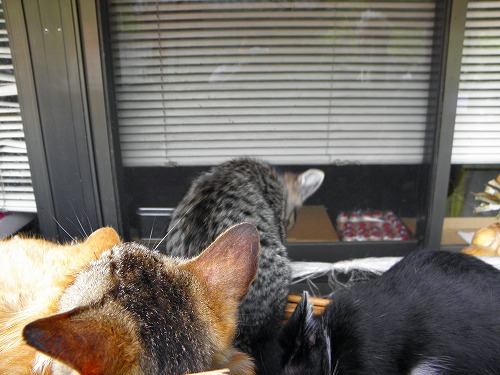 椿大堂の猫13