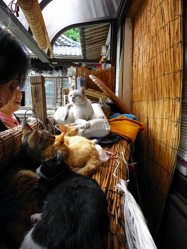 椿大堂の猫14
