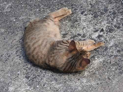 椿大堂の猫5