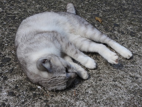 椿大堂の猫6