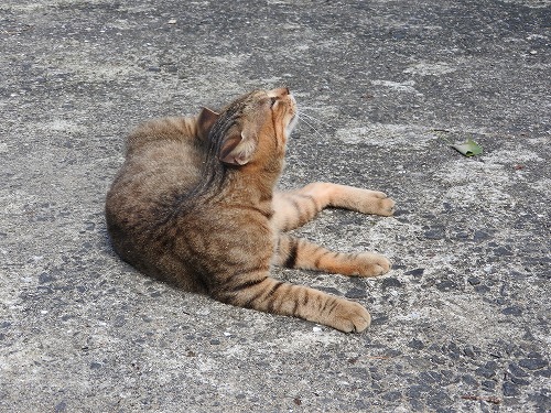 椿大堂の猫7
