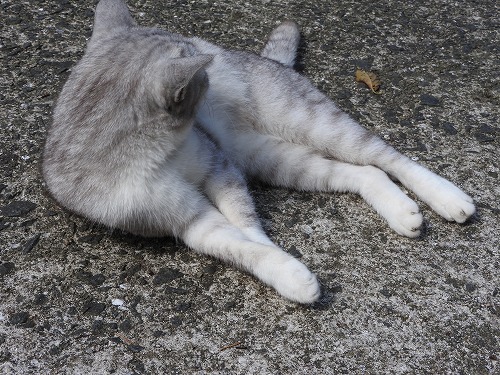 椿大堂の猫8