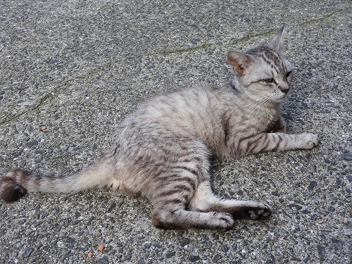 椿大堂の猫9