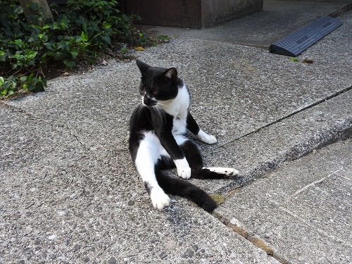 椿大堂の猫10