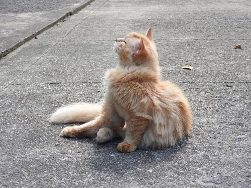 椿大堂の猫11