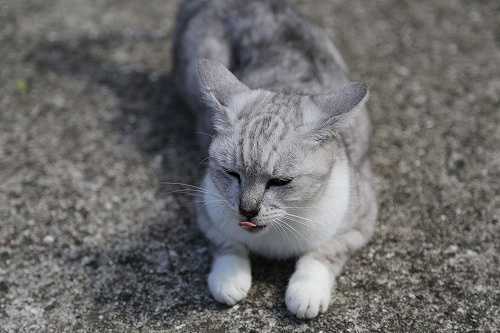 椿大堂の猫1